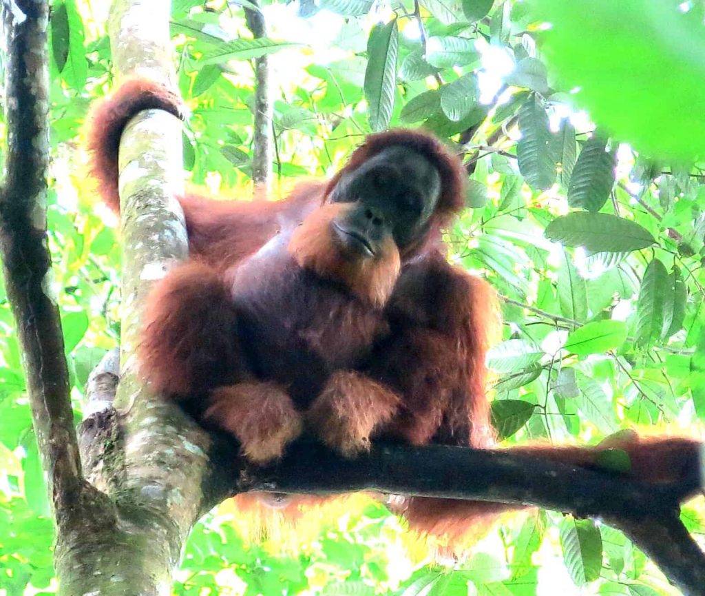 Indonezija-kelione-organgutangai