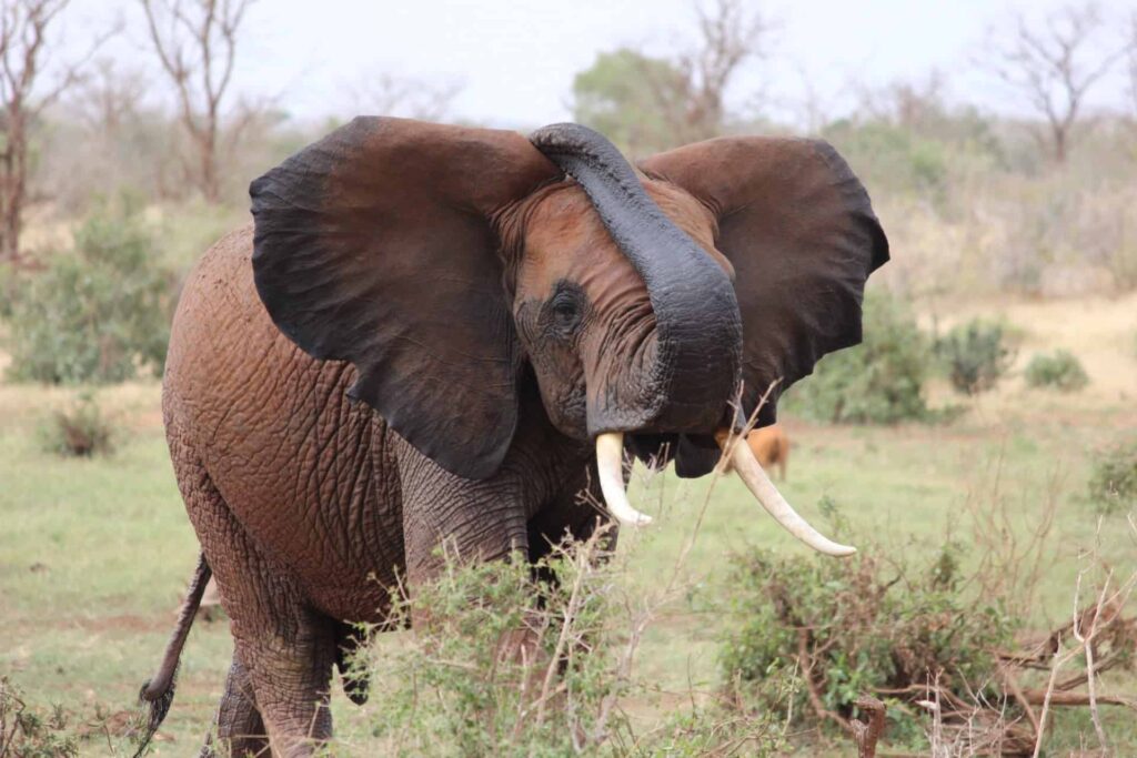 didysis afrikos penketas