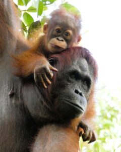 Indonezija, Borneo orangutanas