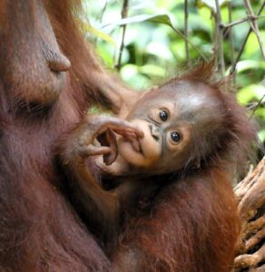 Indonezija. Borneo orangutanai